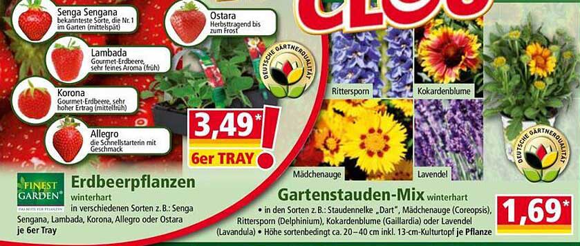 Erdbeerpflanzen im 6er Tray – Perfekt für jeden Garten