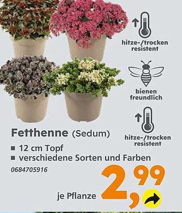 Fetthenne (Sedum) - verschiedene Sorten und Farben