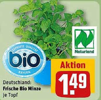 Frische Bio Minze je Topf