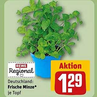 Frische Minze je Topf