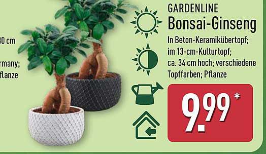 GARDENLINE Bonsai-Ginseng