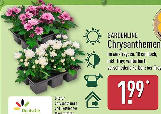GARDENLINE Chrysanthemen im 6er-Tray