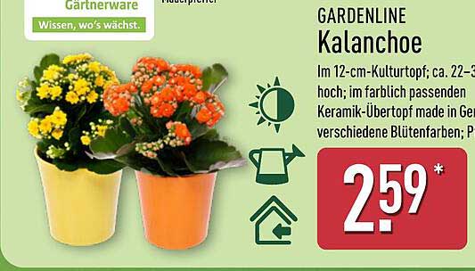 GARDENLINE Kalanchoe im 12-cm-Kulturtopf