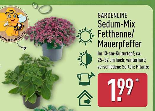 GARDENLINE Sedum-Mix Fetthenne/Mauerpfeffer im 13-cm-Kulturtopf