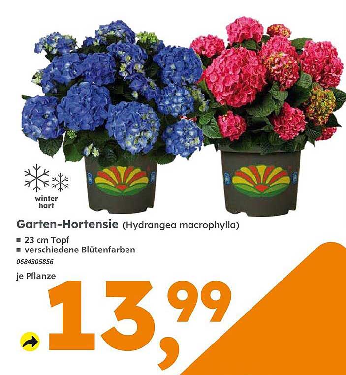 Garten-Hortensie (Hydrangea macrophylla) im 23 cm Topf