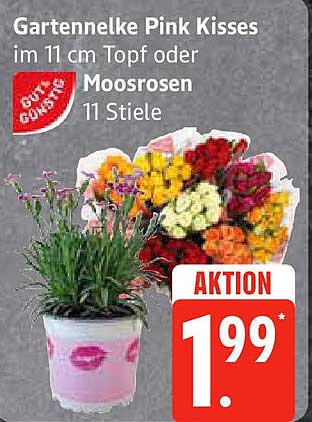 Gartennelke Pink Kisses im 11 cm Topf oder Moosrosen 11 Stiele