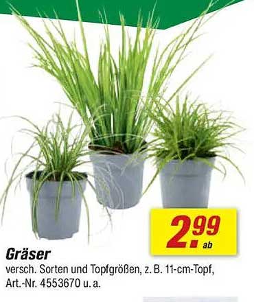 Gräser - verschiedene Sorten und Topfgrößen, z. B. 11-cm-Topf, Art.-Nr. 4553670 u.a.