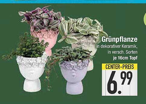 Grünpflanze in dekorativer Keramik, in versch. Sorten, je 16cm Topf