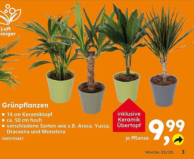 Grünpflanzen mit keramischem Übertopf