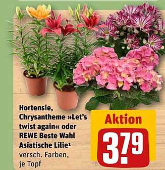 Hortensie, Chrysantheme »Let’s twist again« oder REWE Beste Wahl Asiatische Lilie - verschiedene Farben, je Topf
