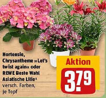 Hortensie, Chrysantheme »Let's twist again« oder REWE Beste Wahl Asiatische Lilie - verschiedene Farben, je Topf