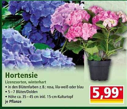 Hortensie – Lizenzsorten, winterhart, in verschiedenen Farben