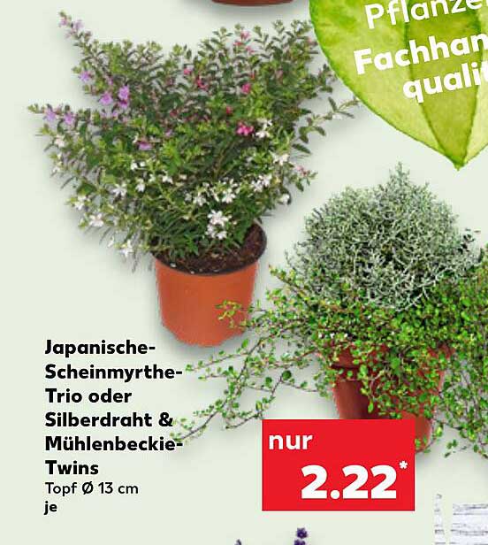 Japanische-Scheinmyrthe-Trio oder Silberdraht & Mühlenbeckia-Twins, Topf Ø 13 cm je