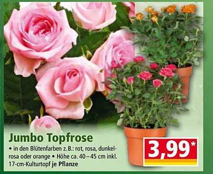 Jumbo Topfrose