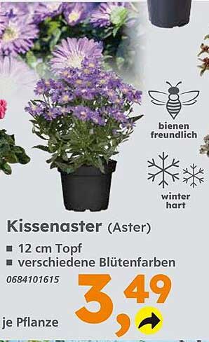 Kissenaster (Aster) – Bienenfreundliche Schönheit für Ihren Garten