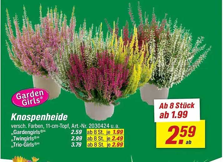 Knospenheide verschieden Farben, 11-cm-Topf
