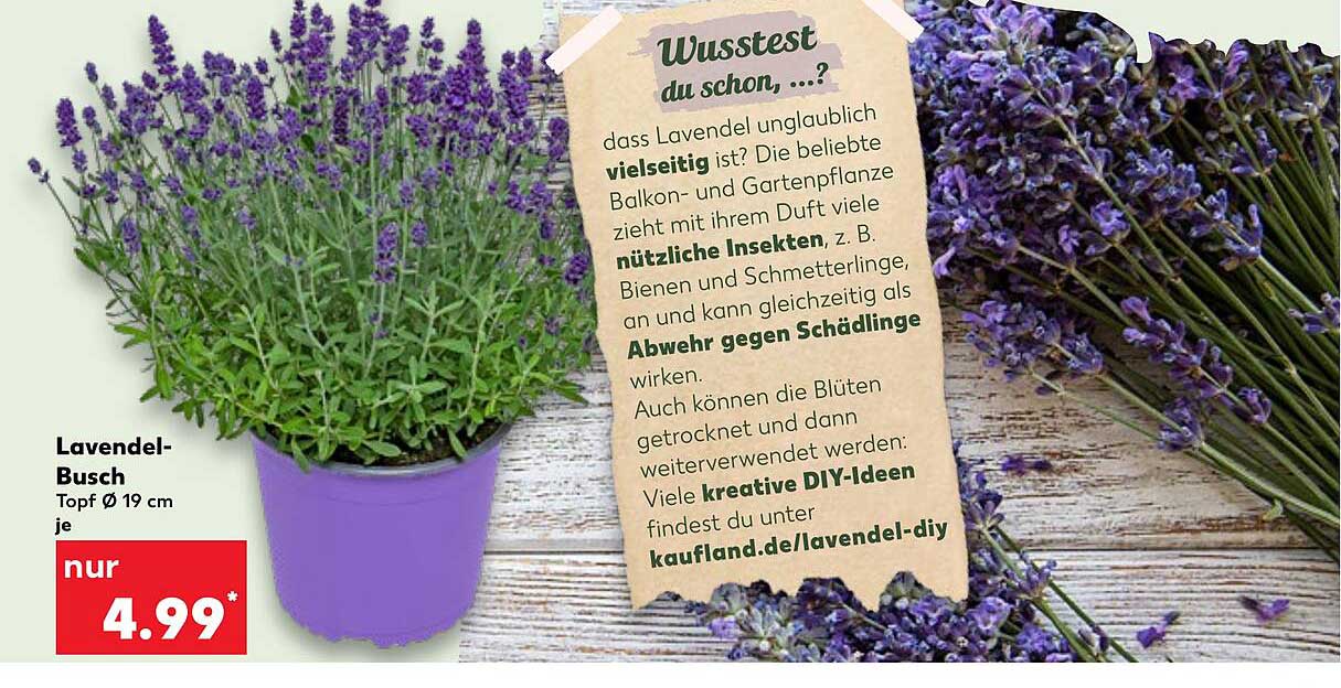 Lavendel-Busch - Topf Ø 19 cm je