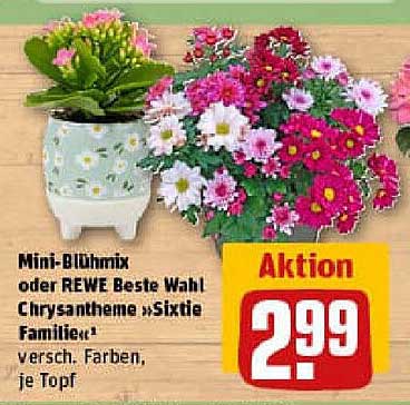 Mini-Blühmix oder REWE Beste Wahl Chrysantheme »Sixtie Familie« - verschiedene Farben, je Topf