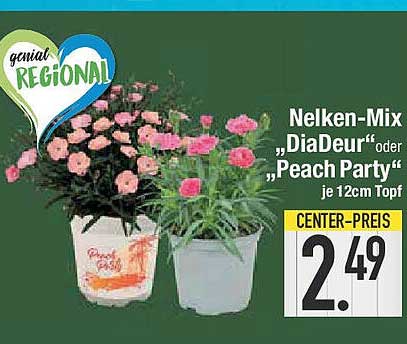 Nelken-Mix „DiaDeur“ oder „Peach Party“ je 12cm Topf