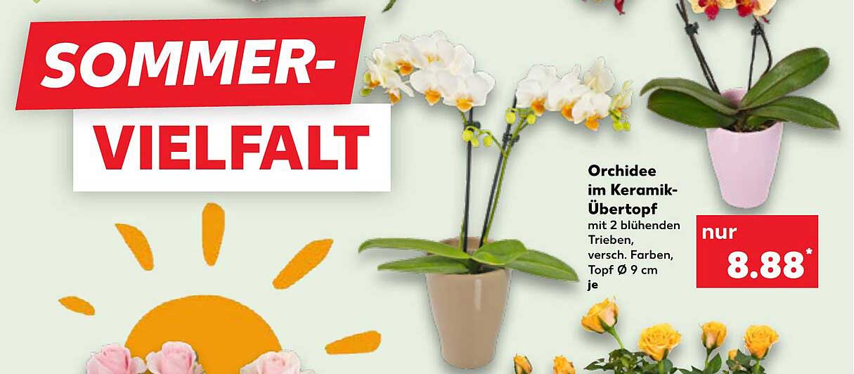 Orchidee im Keramik-Übertopf mit 2 blühenden Trieben, verschieden Farben, Topf Ø 9 cm