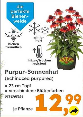 Purpur-Sonnenhut (Echinacea purpurea) - die perfekte Bienenweide