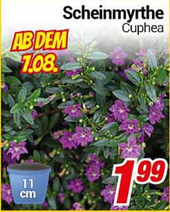 Scheinmyrthe (Cuphea) - Blühende Schönheit für Ihr Zuhause