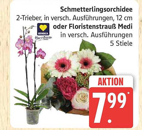 Schmetterlingsorchidee 2-Trieber in verschiedenen Ausführungen, 12 cm oder Floristenstrauß Medi in verschiedenen Ausführungen, 5 Stiele