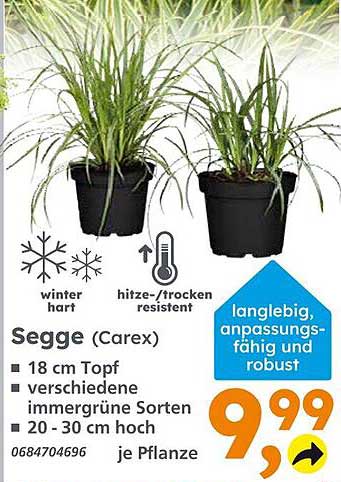 Segge (Carex) - Langlebige Zierpflanze für Ihren Garten