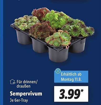 Sempervivum Je 6er-Tray