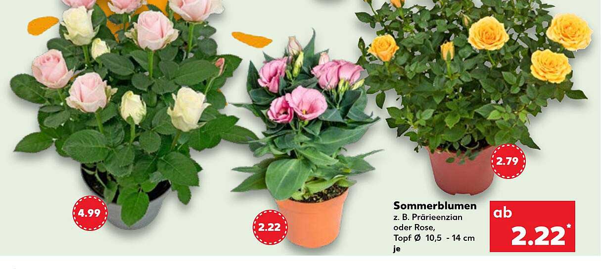 Sommerblumen z. B. Prärieenzian oder Rose, Topf Ø 10,5 - 14 cm je