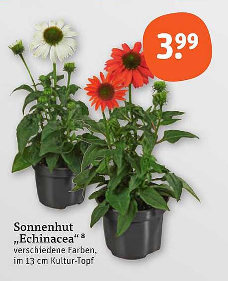 Sonnenhut „Echinacea“ in verschiedenen Farben
