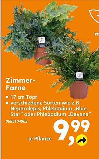 Zimmer-Farne - verschiedene Sorten im 17 cm Topf