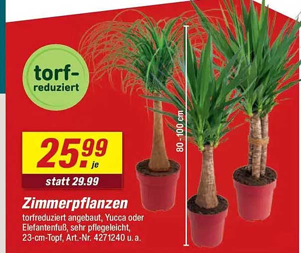 Zimmerpflanzen, torfreduziert angebaut: Yucca oder Elefantenohr