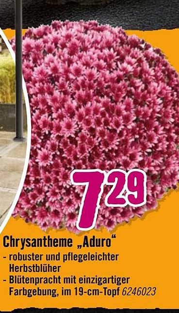 Chrysantheme „Aduro“ - robuster und pflegeleichter Herbstblüher