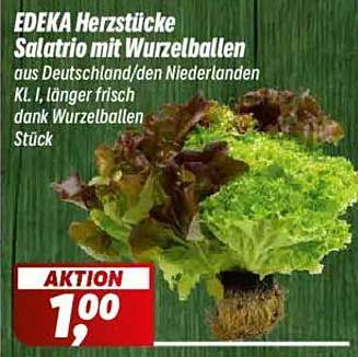 EDEKA Herzstücke Salatario mit Wurzelballen