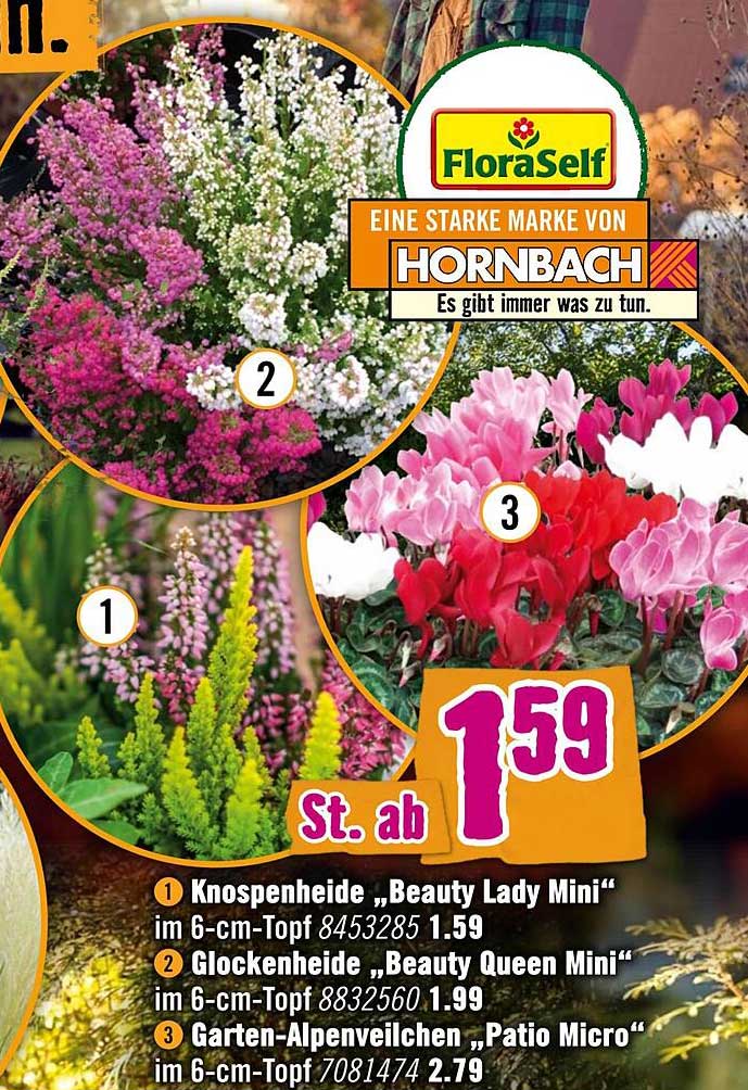 Knospeneide „Beauty Lady Mini“ im 6-cm-Topf für nur 1,59 €