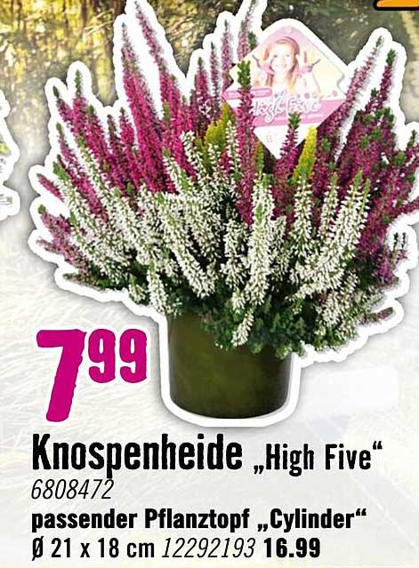 Knospenheide "High Five"