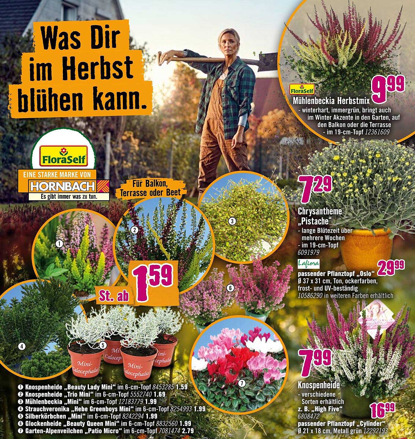 Mühlenbeckia Herbstmix