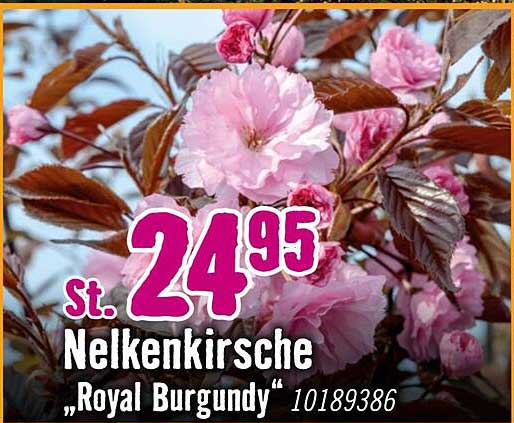 Nelkenkirsche "Royal Burgundy"