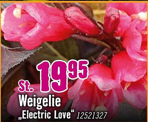 Weigelie „Electric Love“