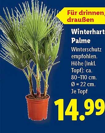 Winterhart Palme