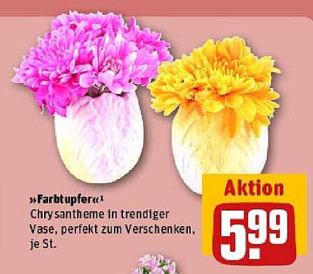Chrysantheme in trendiger Vase, perfekt zum Verschenken, je St.