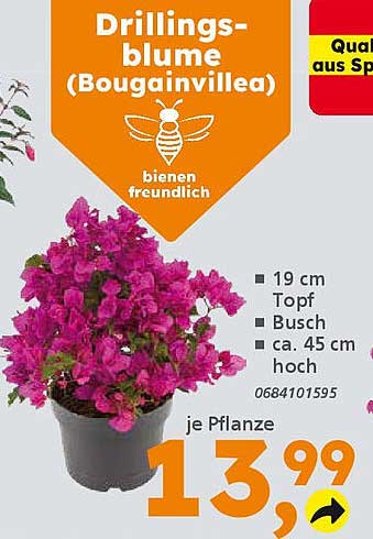 Drillingsblume (Bougainvillea)