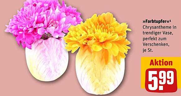»Farbtupe« Chrysantheme in trendiger Vase, perfekt zum Verschenken, je St.