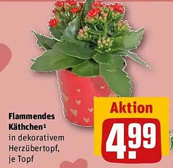 Flammendes Käthchen in dekorativem Herzübertopf, je Topf