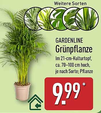 GARDENLINE Grünpflanze im 21-cm-Kulturtopf, ca. 70-100 cm hoch; je nach Sorte