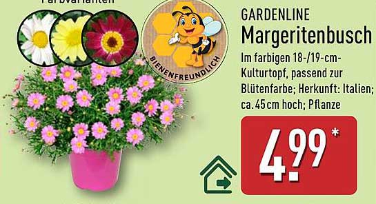 GARDENLINE Margeritenbusch