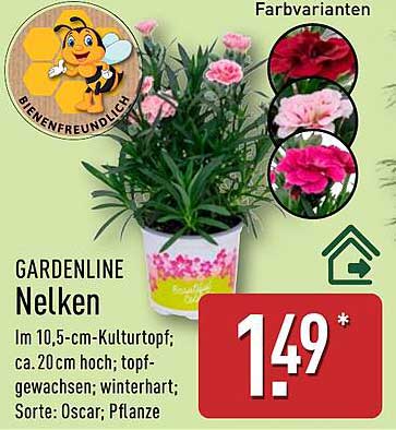 Gardenline Nelken - Bienenfreundlich