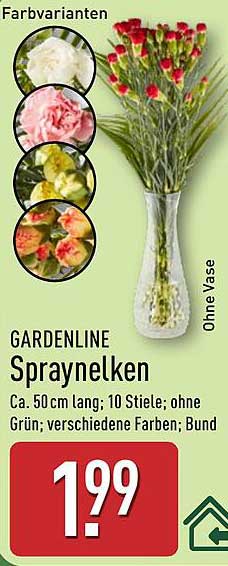 GARDENLINE Spraynelken - Ca. 50 cm lang, 10 Stiele in verschiedenen Farben