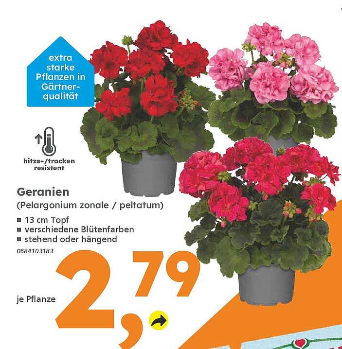 Geranien (Pelargonium zonale / peltatum) - 13 cm Topf in verschiedenen blühenden Farben